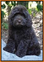 Biscuit Flicker pups 8 weeks old 91