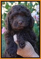 Bosciot Flicker pups 7 wks old 101