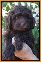 Bosciot Flicker pups 7 wks old 111