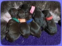 Biscuit Flicker newborn group 21