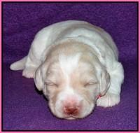 Sandi Texas pups 2 wks old 21