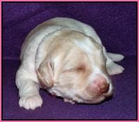 Sandi Texas pups 2 wks old 31