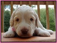 Sandi Texas pups 3 wks old 41