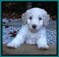 Sandi Texas pups 6 wks old 111