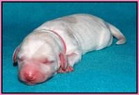 Sandi Texas pups newborn 1 day old31