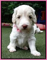 Sandy Texas pups 4 wks old 21