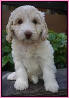 Sandy Texas pups 7 wks old 11