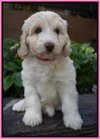 Sandy Texas pups 7 wks old 21