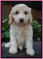 Sandy Texas pups 7 wks old 31