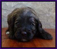 Sandi Texas pups 3 wks old 61