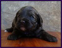 Sandi Texas pups 3 wks old 71