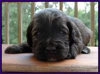 Sandi Texas pups 3 wks old 81