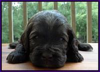 Sandi Texas pups 3 wks old 91