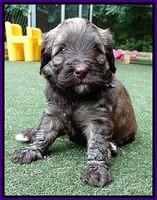 Sandy Texas pups 4 wks old 51