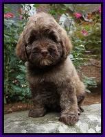 Sandy Texas pups 8 wks old 10!