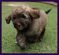 Sandy Texas pups 8 wks old 11!