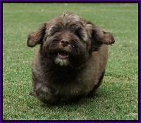 Sandy Texas pups 8 wks old 12!