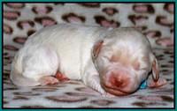 Sandi Texas pups 1 wk old 71