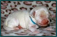 Sandi Texas pups 1 wk old 81