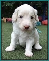 Sandy Texas pups 4 wks old 111