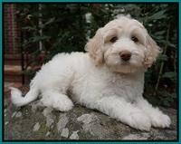 Sandy Texas pups 8 wks old 16!