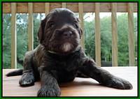 Sandi Texas pups 3 wks old 131