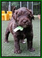 Sandy 4 wks (43)