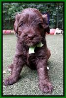 Sandy Texas pups 4 wks old 151