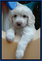 Sandi TExas pups 5 wks old141