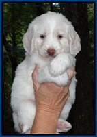 Sandi TExas pups 5 wks old151