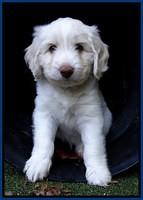 Sandi Texas pups 6 wks old 221