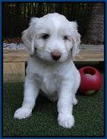 Sandi Texas pups 6 wks old 241