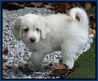 Sandi Texas pups 6 wks old 251