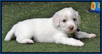 Sandy Texas pups 4 wks old 181