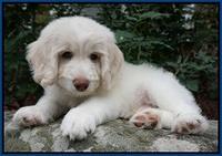 Sandy Texas pups 8 wks old 23!