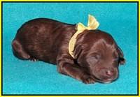 Sandi Texas newborn pups 1 day old 150