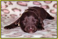 Sandi Texas pups 1 wk old 161