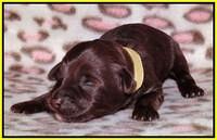 Sandi Texas pups 1 wk old 171