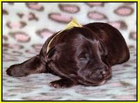 Sandi Texas pups 1 wk old 181