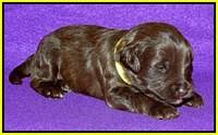 Sandi Texas pups 2 wks old 191