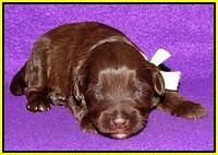 Sandi Texas pups 2 wks old 231