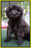 Sandi Texas pups 6 wks old 261