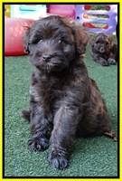 Sandi Texas pups 6 wks old 291