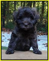 Sandi Texas pups 6 wks old 311