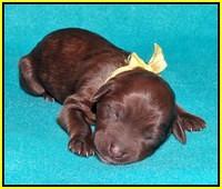 Sandi Texas pups newborn 1 day old1151