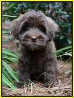 Sandy Texas pups 8 wks old 4!