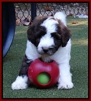 Sandi Texas pups 6 wks old 351