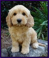 Idividual puppy photos