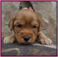 Sky Flicker pups 3 wks old41