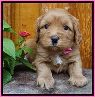 Sky Flicker pups 4 wks old 21